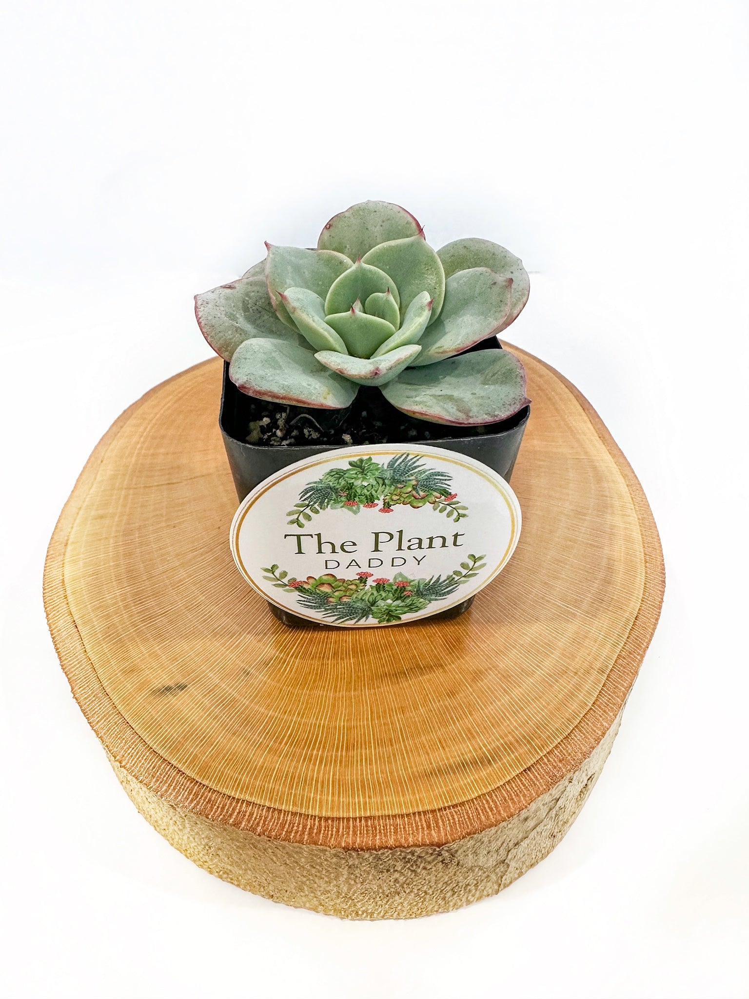 Echeveria Succulent