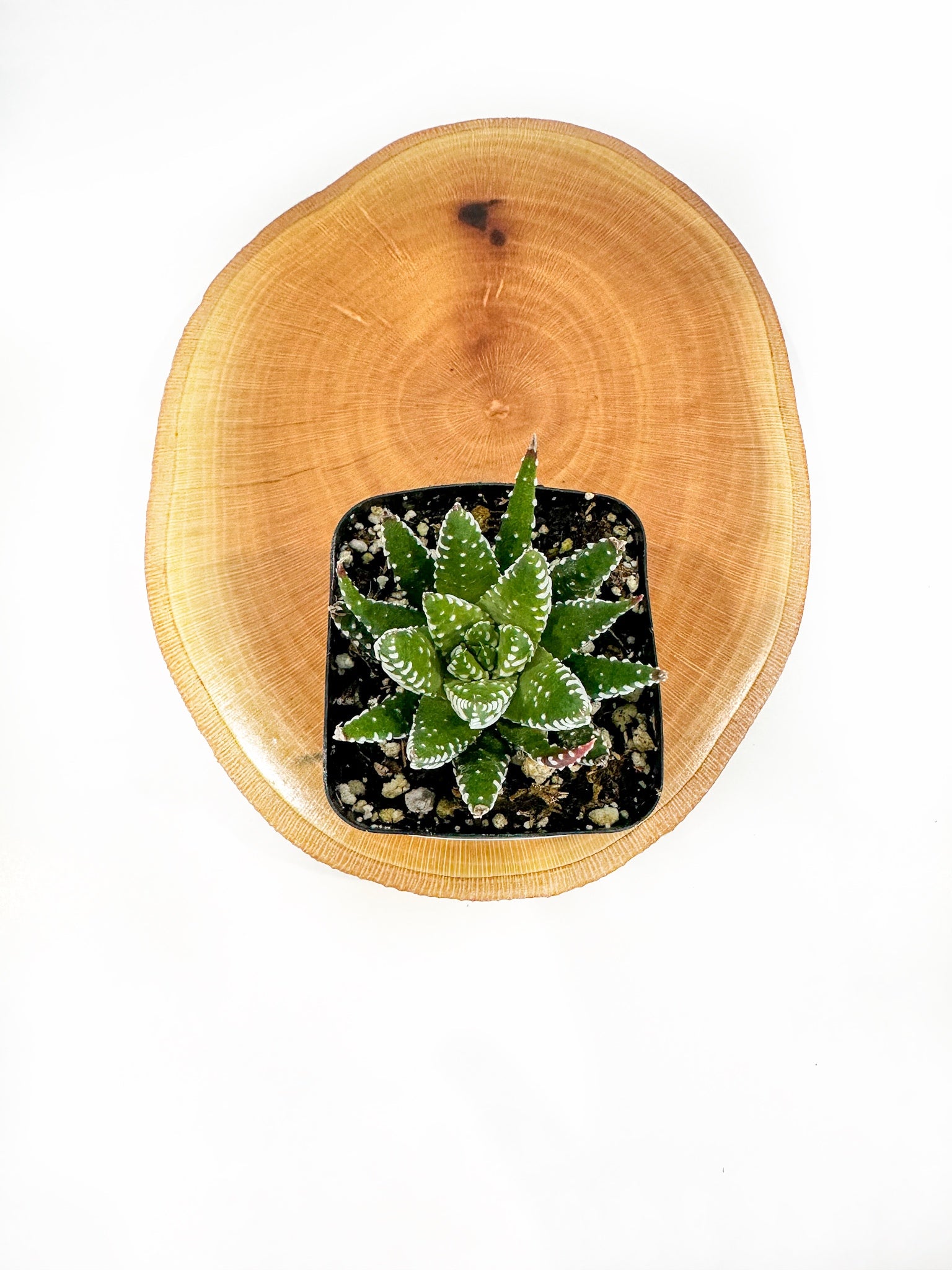 Zebra Succulent