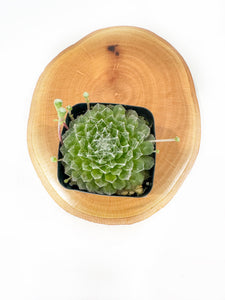 Cobweb Hens Succulent