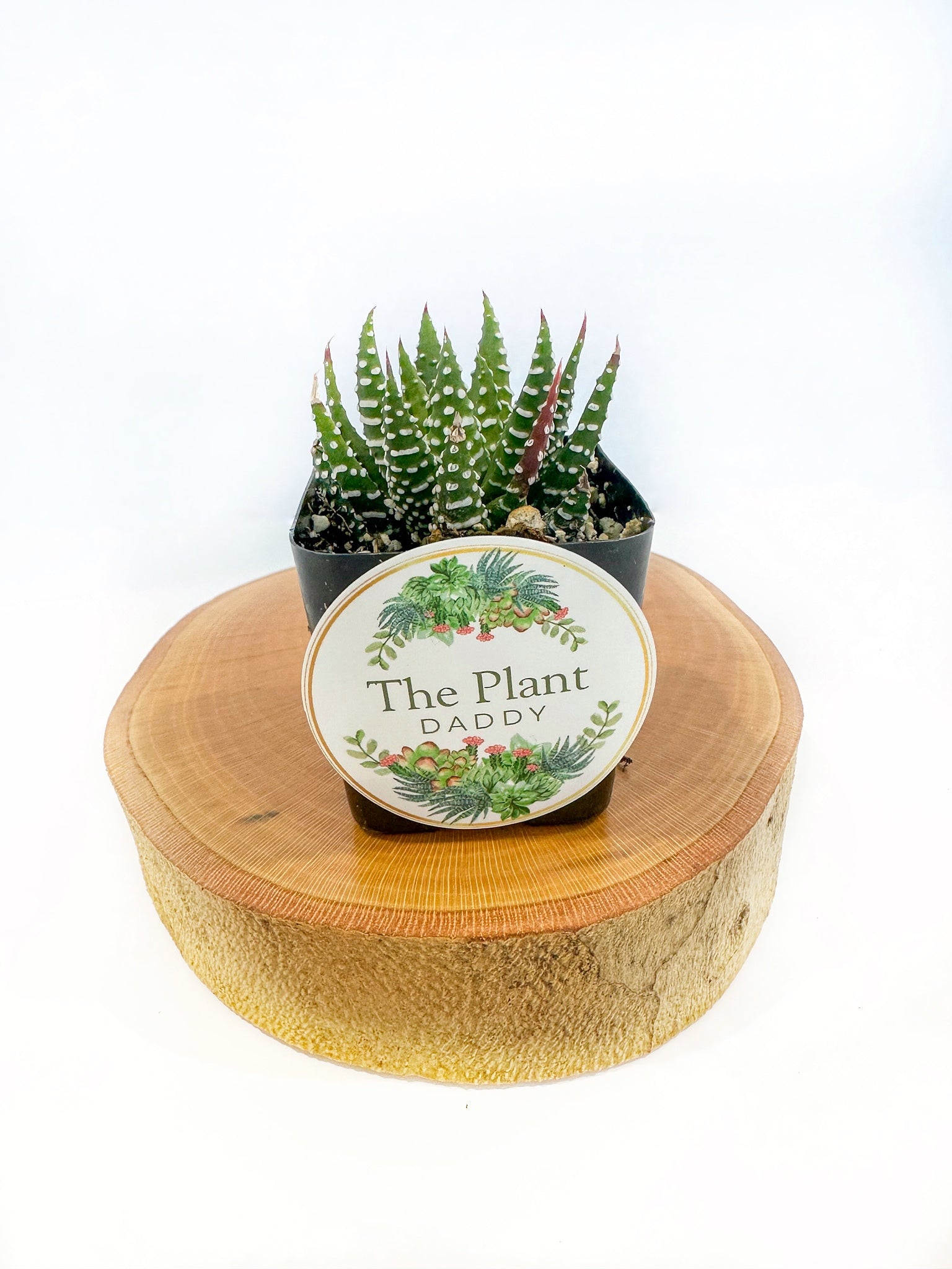 Zebra Succulent