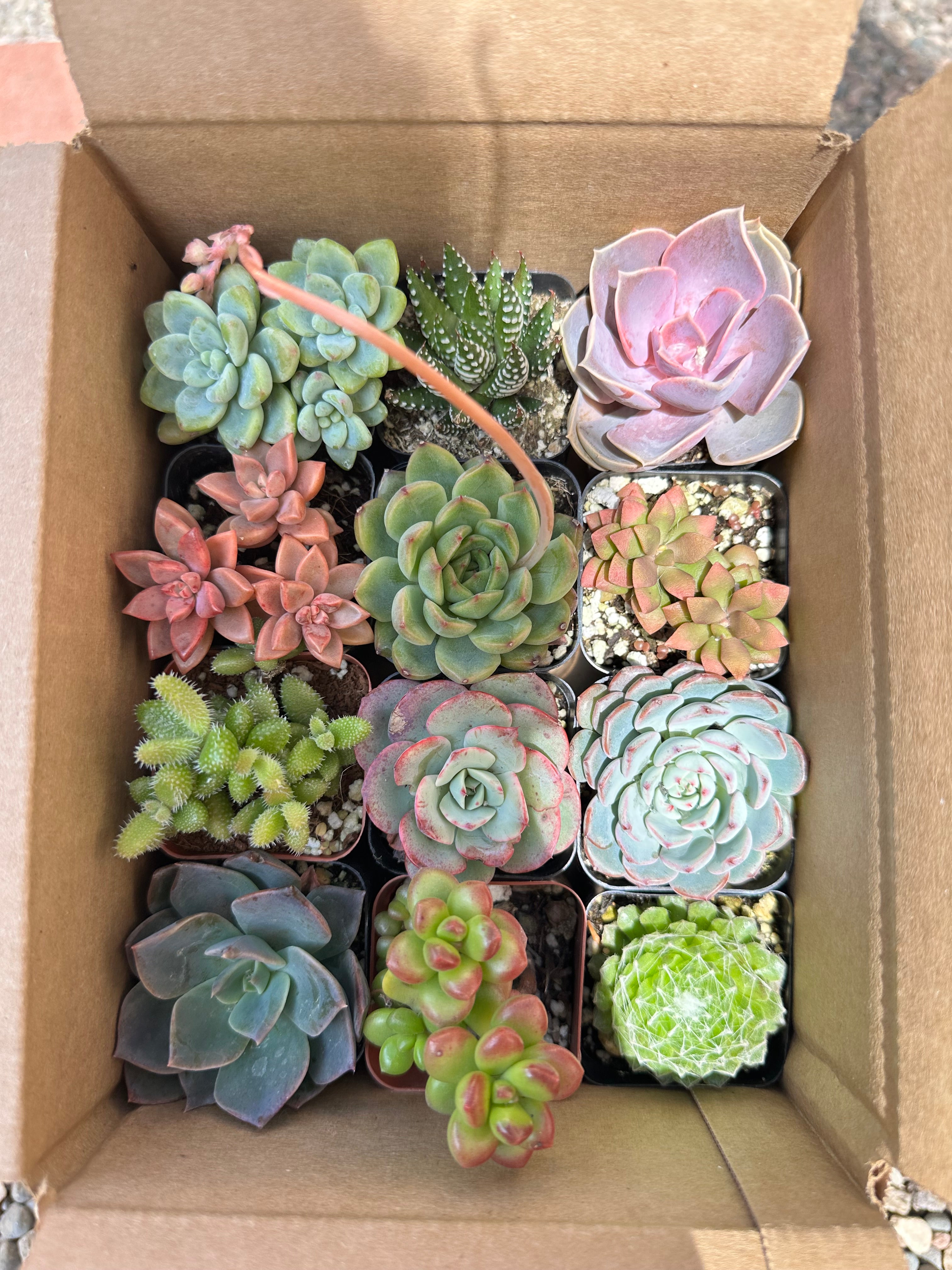 Surprise Me! Succulent