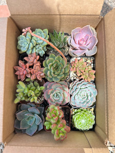 Surprise Me! Succulent
