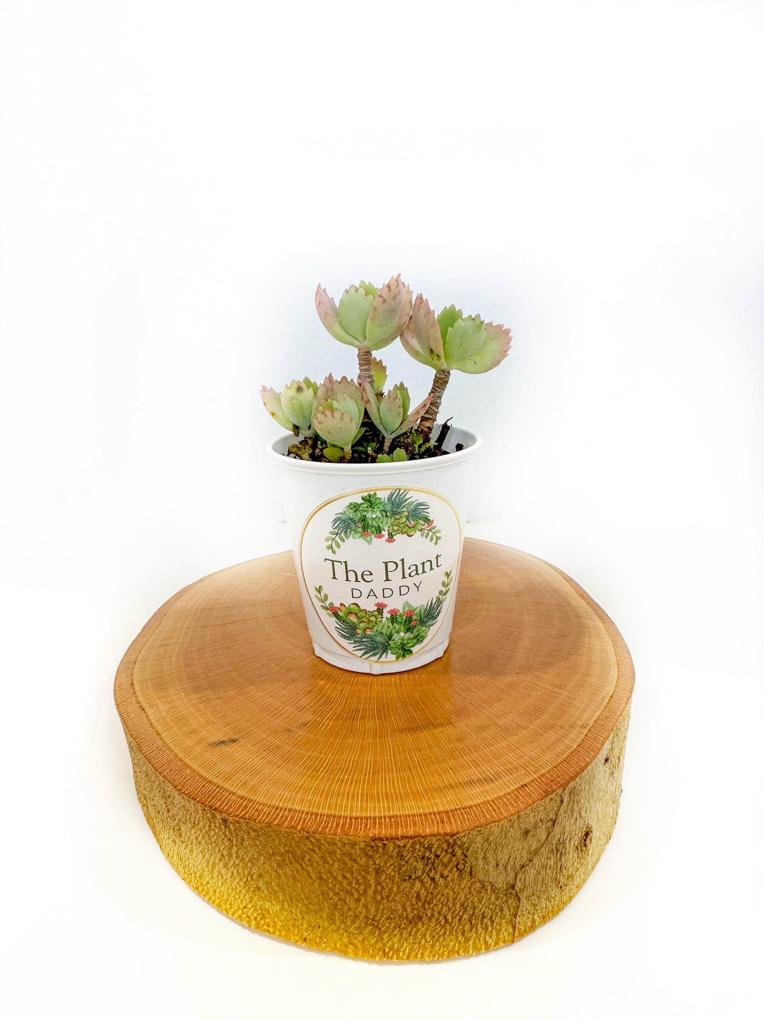 Mala Madre Plant