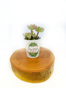 Mala Madre Plant
