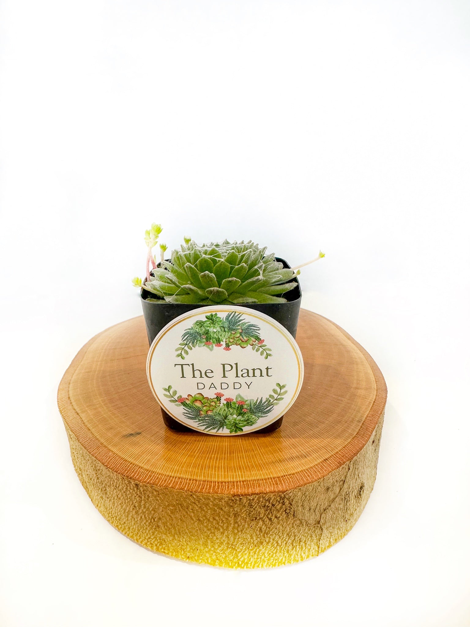 Cobweb Hens Succulent