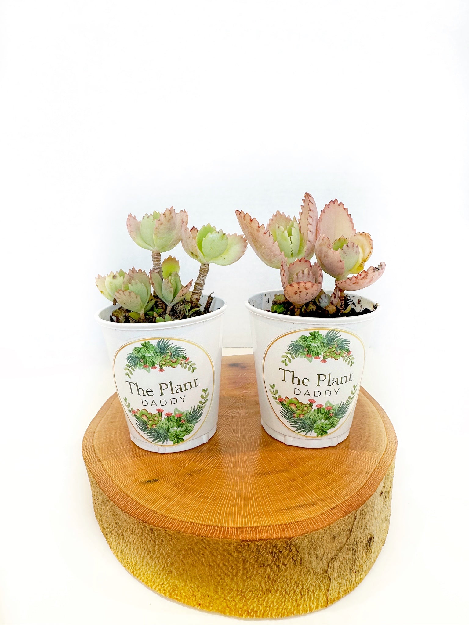Mala Madre Plant Bundle of two