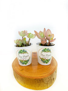 Mala Madre Plant Bundle of two