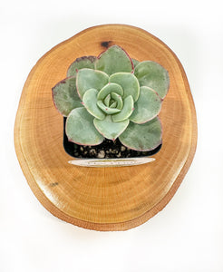 Echeveria Succulent