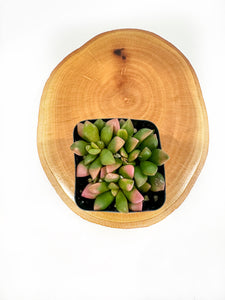 Sunrise Succulent